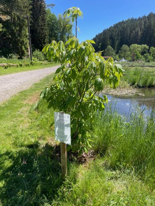 Aesculus sp. - jírovce v Bečovské botanické zahradě