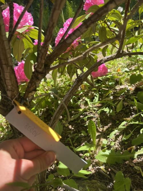 Rhododendrony 2026 - část 5